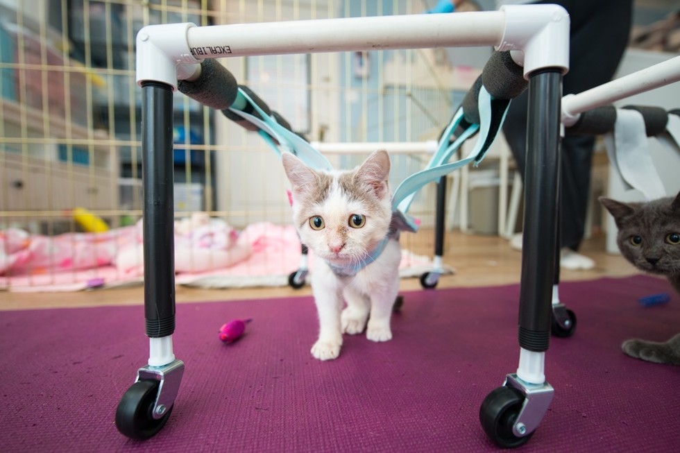 Sister Cats With Wobbly Legs, Get Second Chance At Normal Life… Catlov