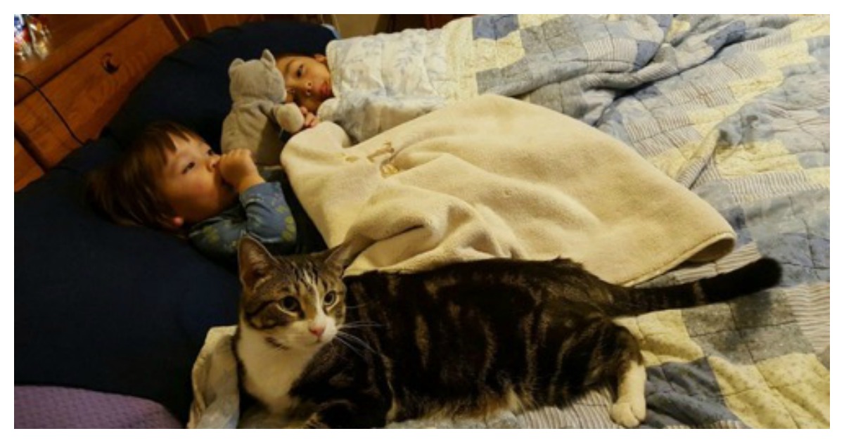Heroic Rescue Tabby Cat Saves Baby Girl's Life And Finds Forever Home