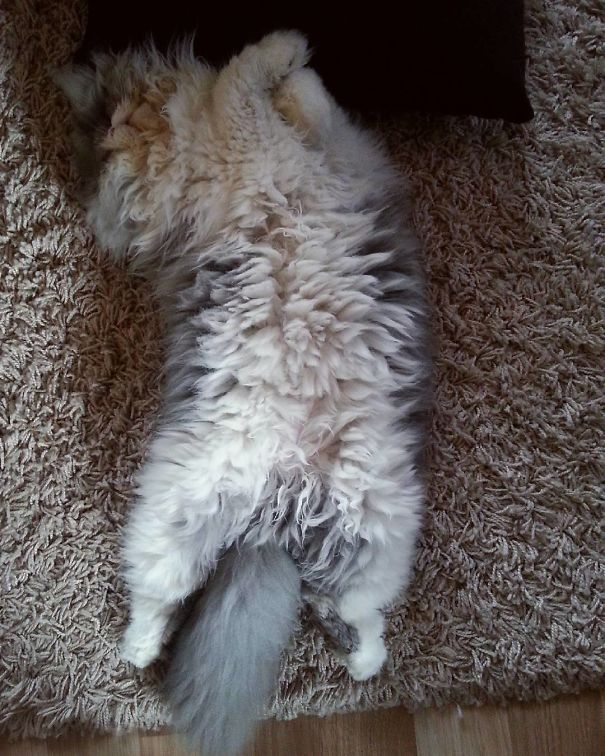 Cezar, World's First "Sheep Cat"….Whoa That Fur! Catlov