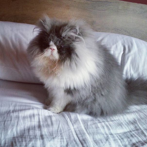 Cezar, World's First "Sheep Cat"….Whoa That Fur! Catlov