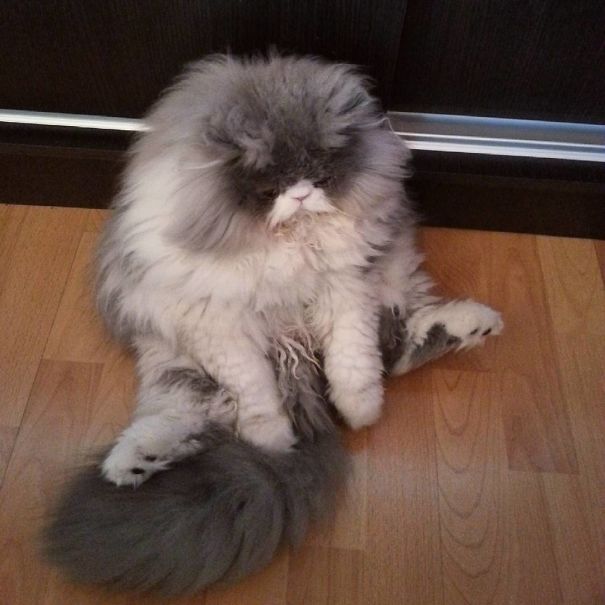 Cezar, World's First "Sheep Cat"….Whoa That Fur! Catlov