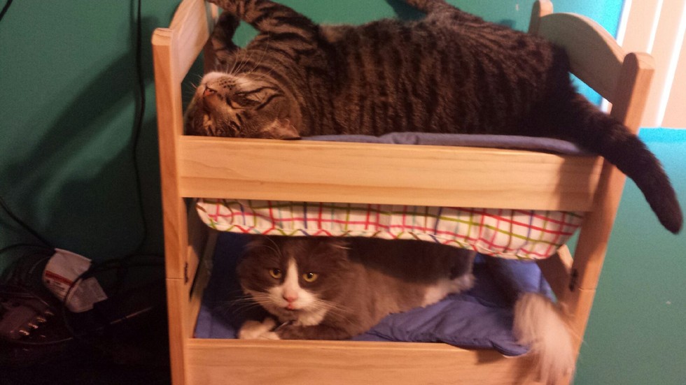15 Cats Who Believe Doll Beds Were Created For Them Catlov