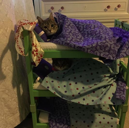 15 Cats Who Believe Doll Beds Were Created For Them Catlov
