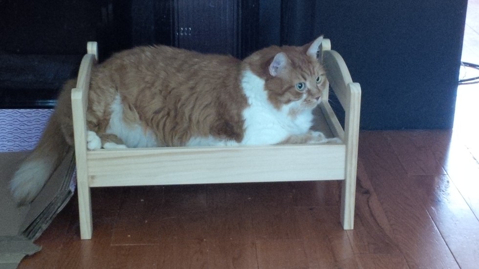 15 Cats Who Believe Doll Beds Were Created For Them Catlov