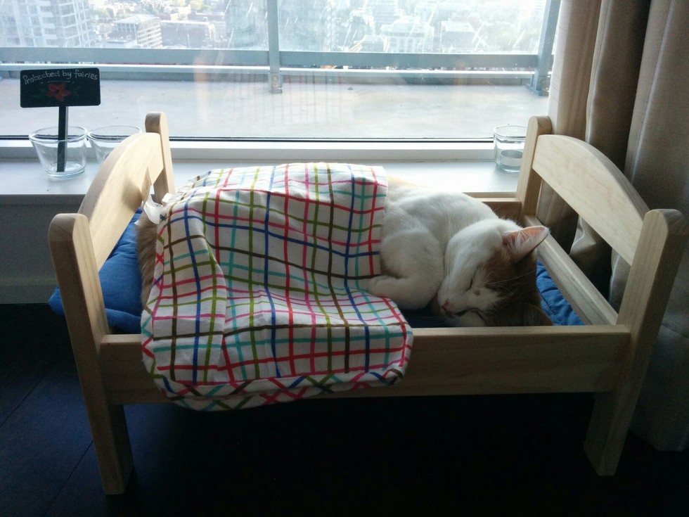 15 Cats Who Believe Doll Beds Were Created For Them Catlov