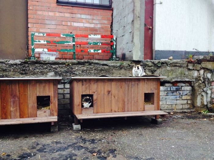 A Neighborhood Of Tiny Homes Built For Cats To Help Them Survive Winter