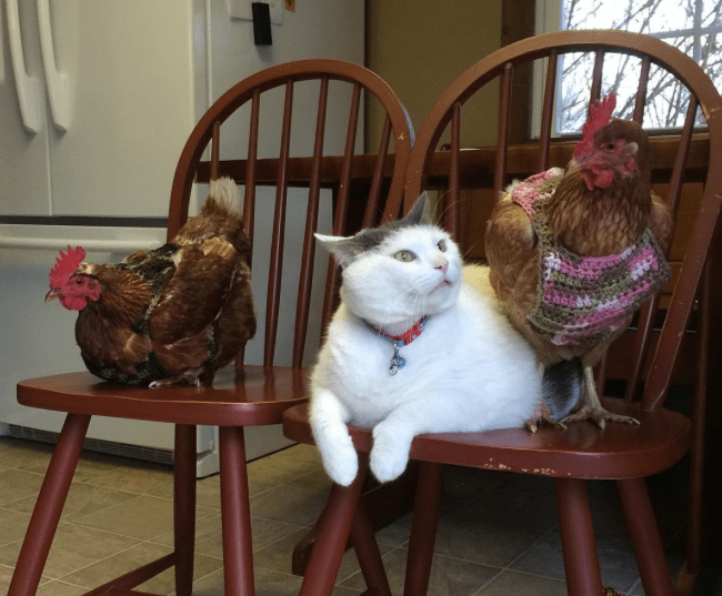 Cat Lives With A Fan Club Of Chickens That Are Obsessed With Him Catlov