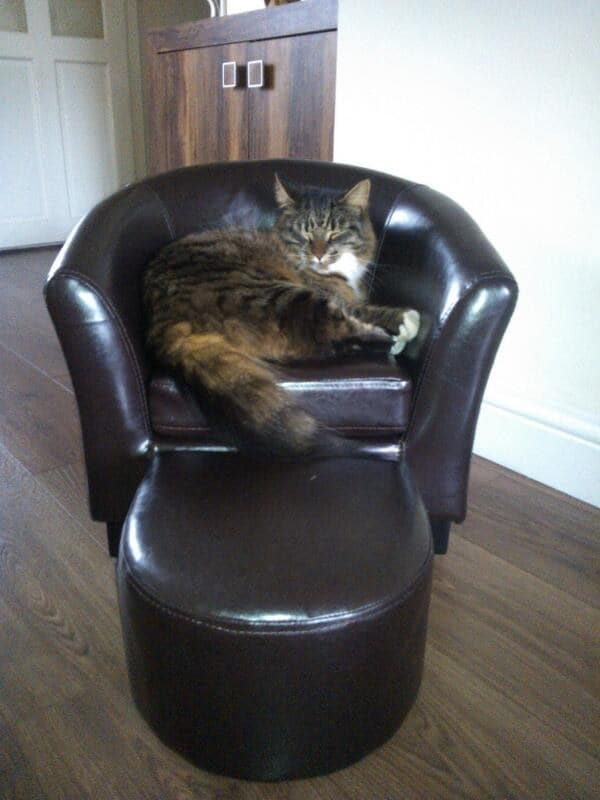 tinychaircats06 Catlov