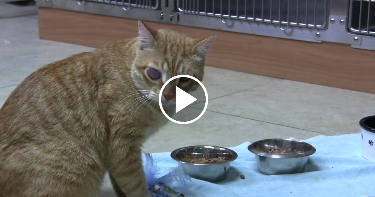 Cat Receives Eye Surgery Thanks To Facebook Fans Catlov