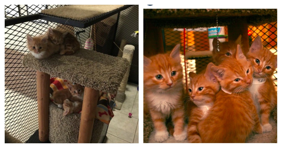 Cat Library Allows People To Check Out Homeless Kitties Catlov