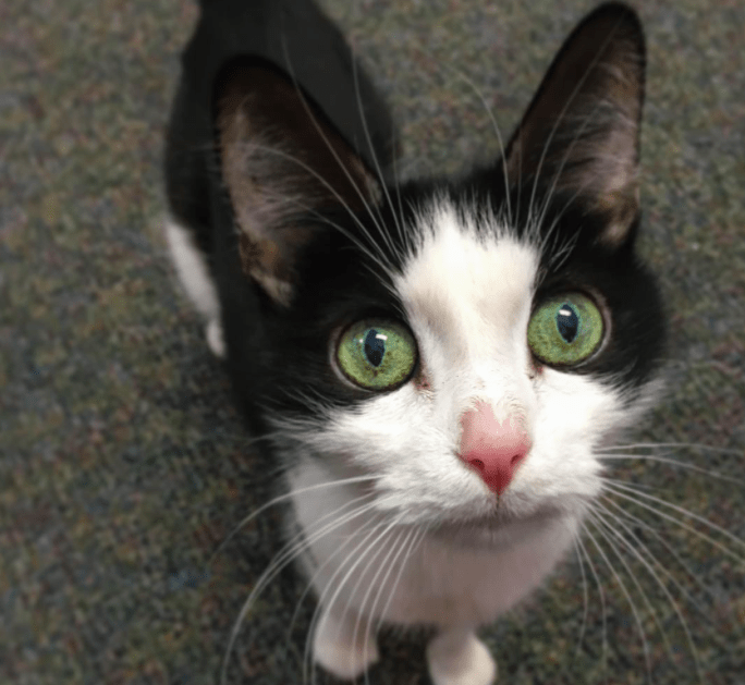 Vet Clinic Is Hiring To Simply Cuddle With Cats….SOLD! Catlov