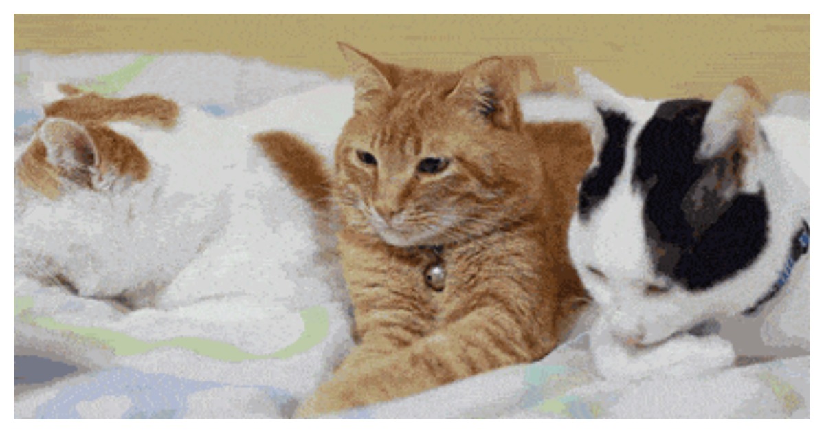 Vet Clinic Is Hiring To Simply Cuddle With Cats….SOLD
