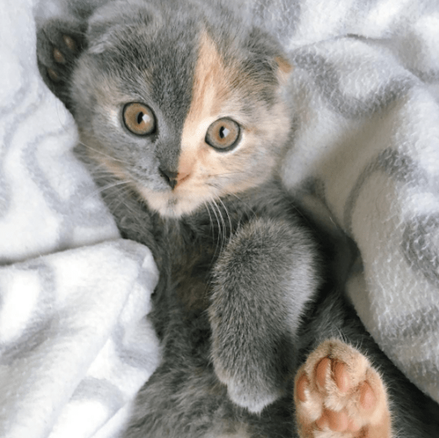 How A Unique Personality Helped This Cute Kitten Find Her Forever Mom