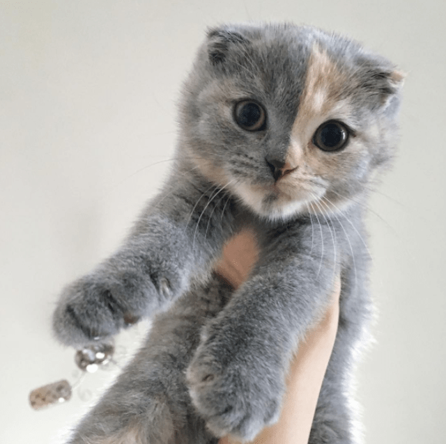 How A Unique Personality Helped This Cute Kitten Find Her Forever Mom