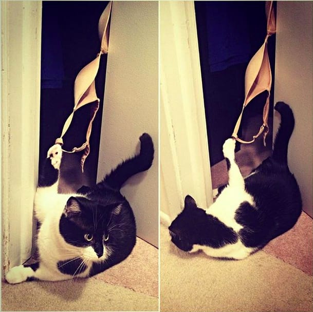 18 Cats That Prove Getting Stuck In Everything Is Completely Inevitable
