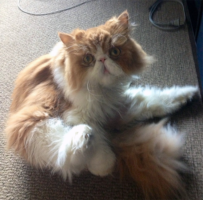 10+ Cats Caught While In The Act of Licking Their Bum Catlov