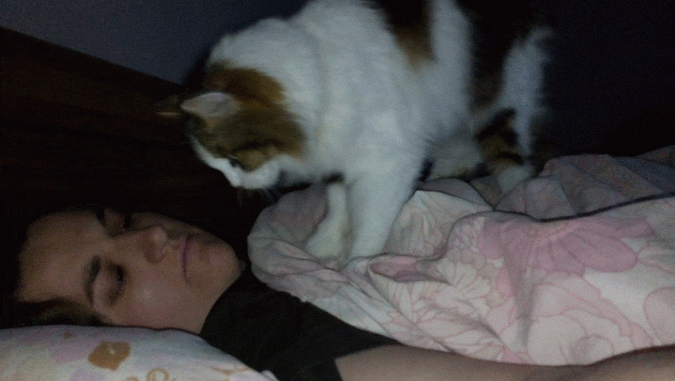 15 Pics That Prove Cats Have A Built In Alarm System Catlov