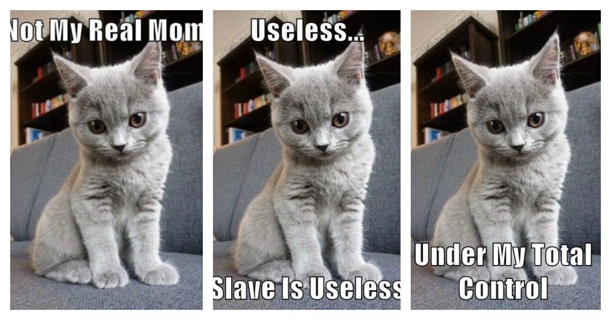 20 Replies To What Your Cat Truly Thinks Of You Catlov