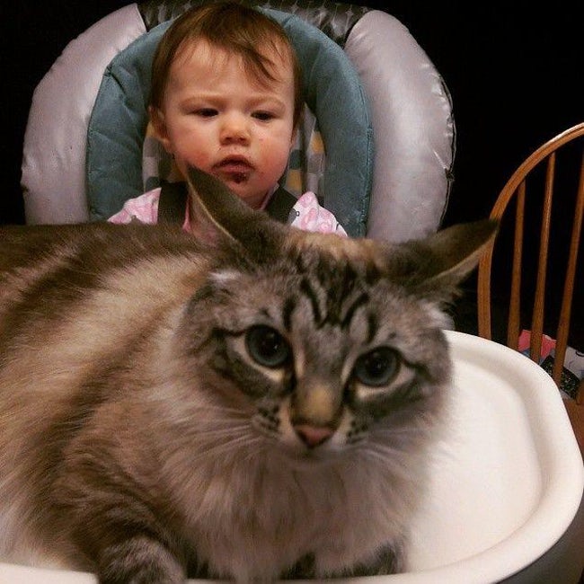 13 Pictures That Perfectly Capture Your Cat's Reactions To Daily