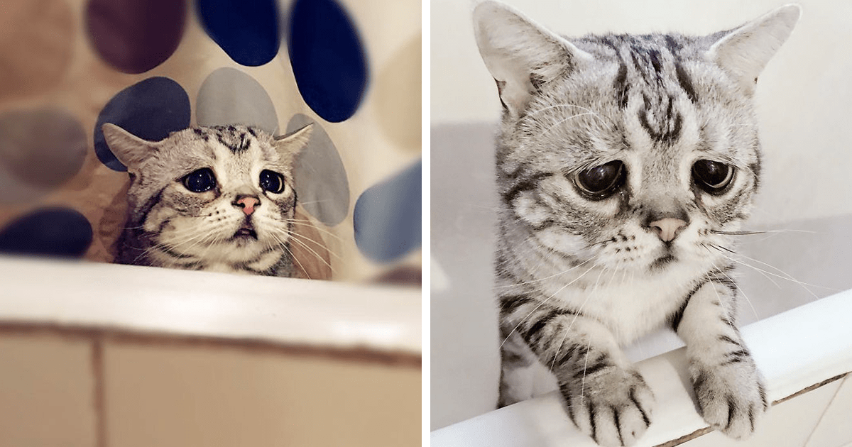 Meet Luhu, The Saddest Cat In The World Catlov