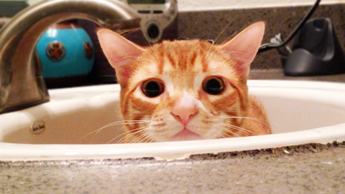 Have You Ever Wondered Why Your Cat Loves The Bathroom? Catlov