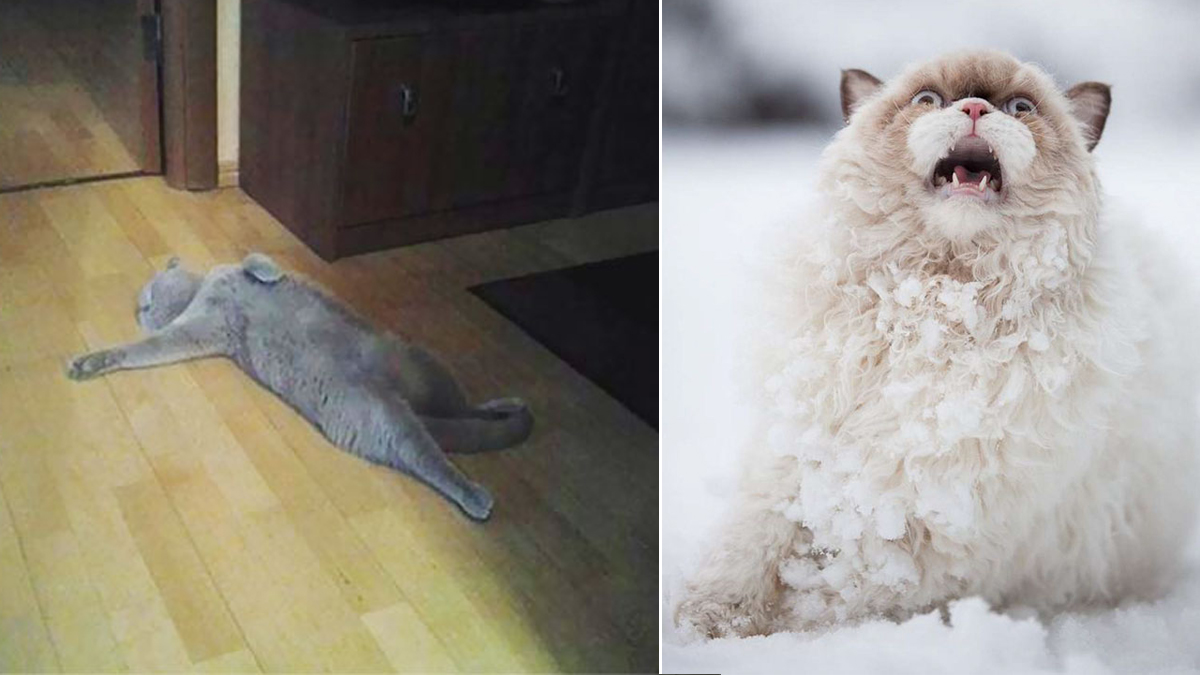 21+ Overly Dramatic Cats Who Deserve An Oscar Catlov
