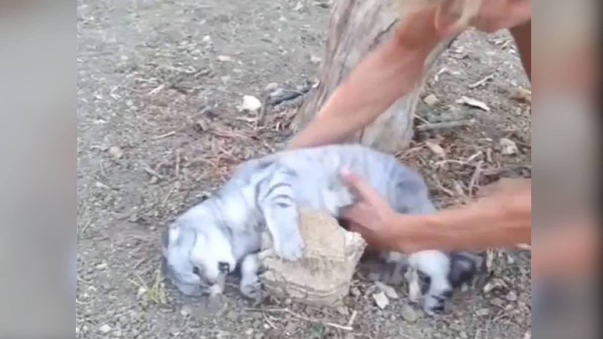 Cat Absolutely Refuses To Go Home, Watch What Happens When Her Human