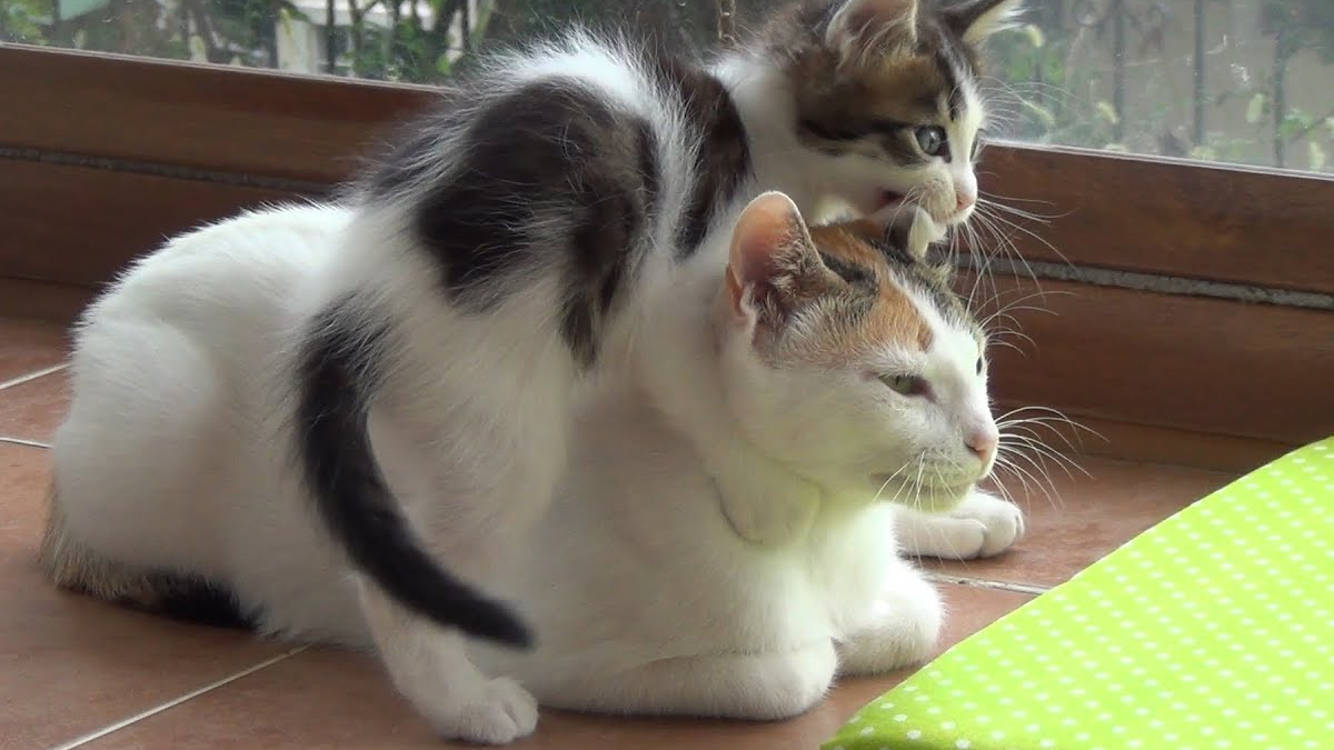 A Very Patient Mother Cat With 5 Crazy Active Kittens Catlov