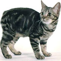 Image for Manx : Cat Breeds | Cat Mania
