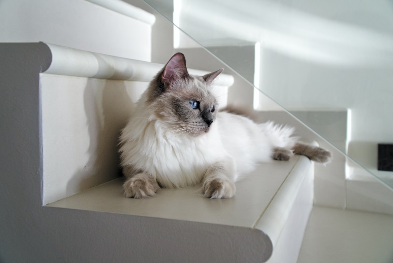 105 Popular Names For Ragdoll Cats Cat Mania