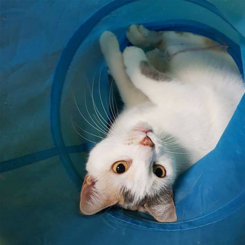 Catmosphere Cat Cafe Sydney Catmosphere