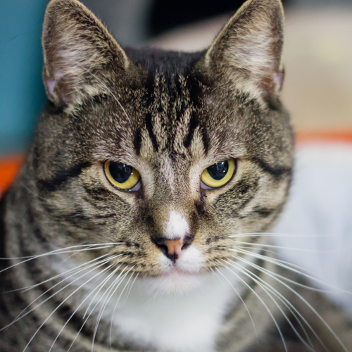 Catmosphere Cat Cafe Sydney Catmosphere