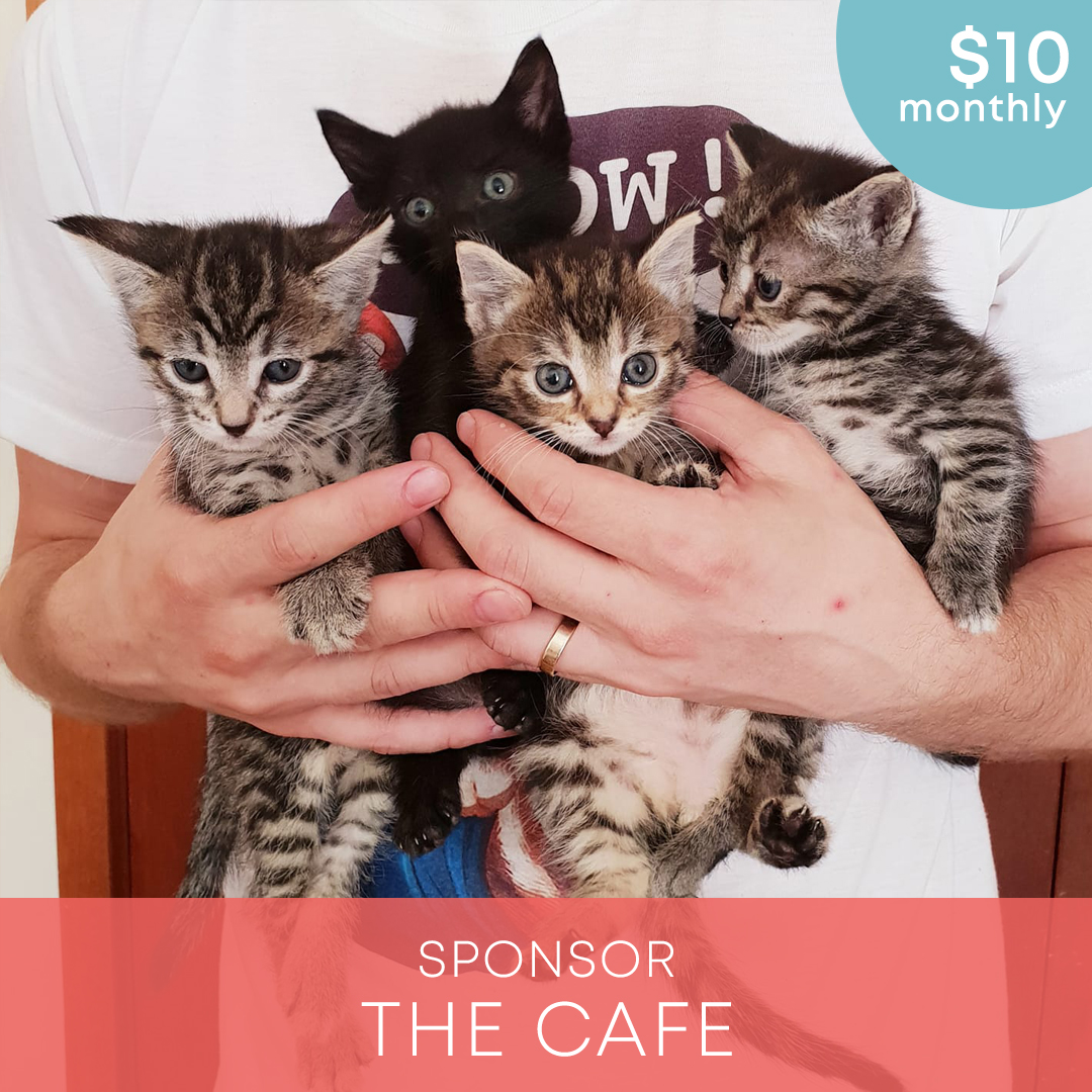 Catmosphere Sydney's Original Cat Cafe