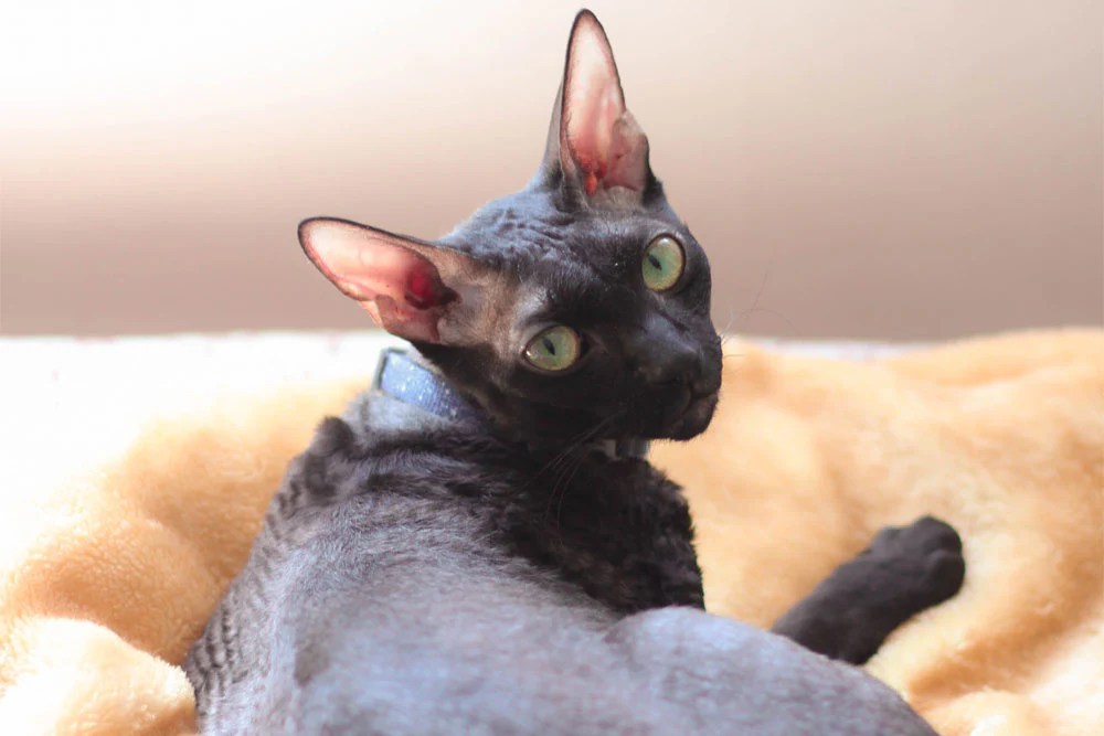 Cat Lovers guide to the Cornish Rex Cat Cat Nets