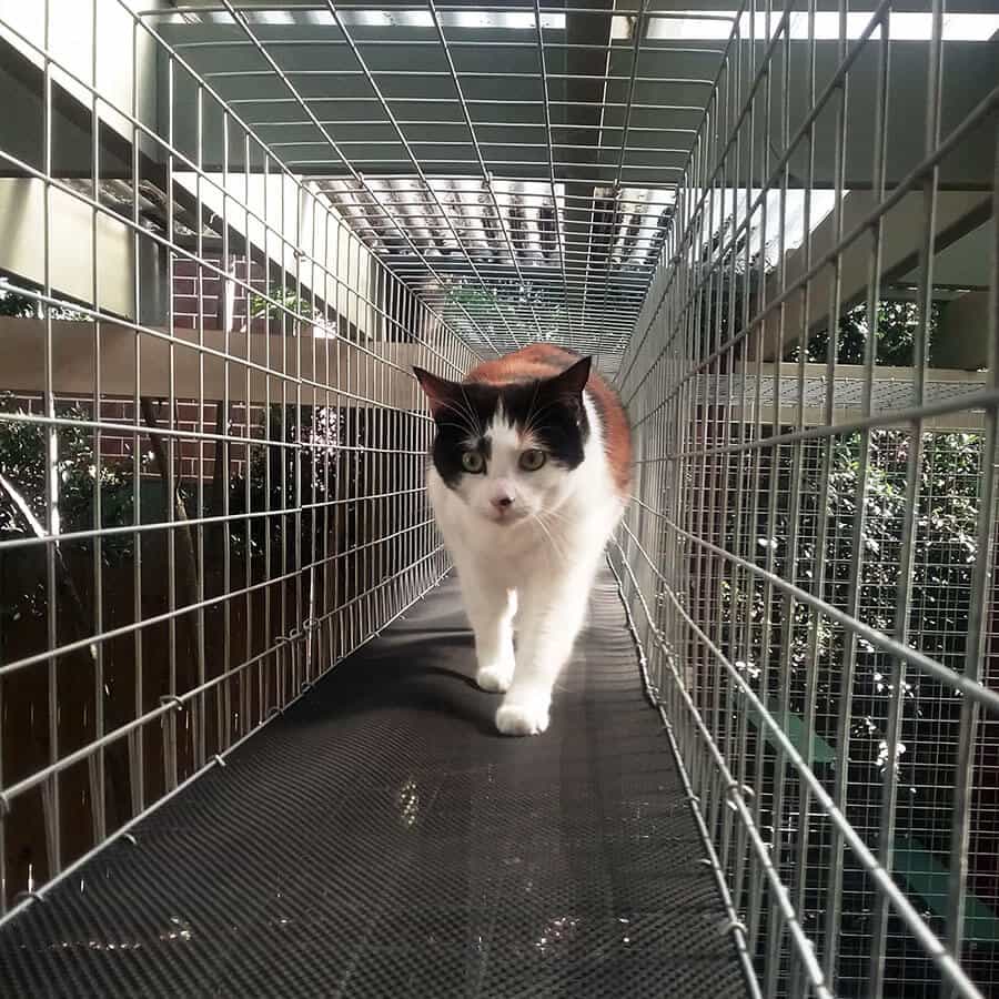 Aerial Tunnel Catnip Australia