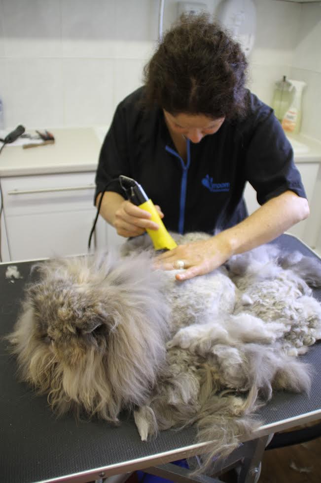 aboutlondonmobilecatgroomer. The very best cat groomer in London UK