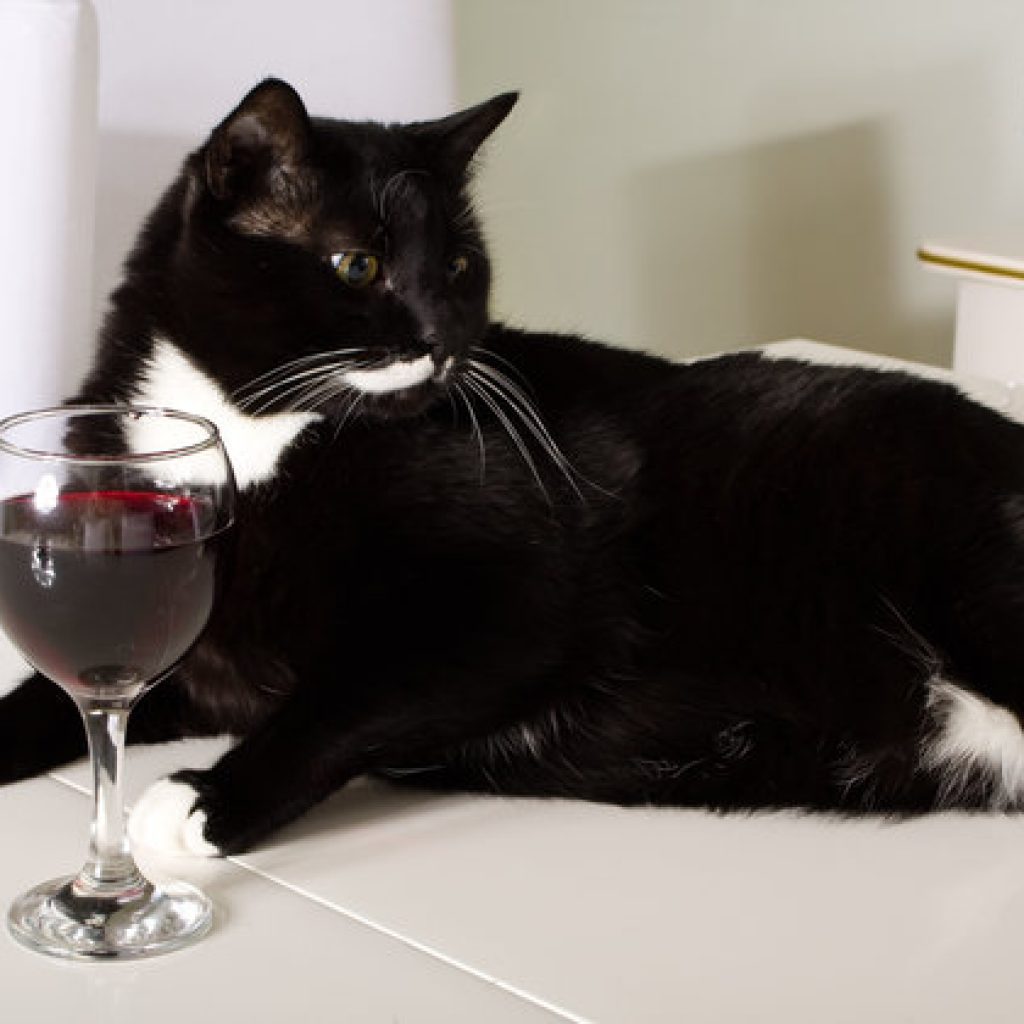 black cat and glass of red wine Cat Wine