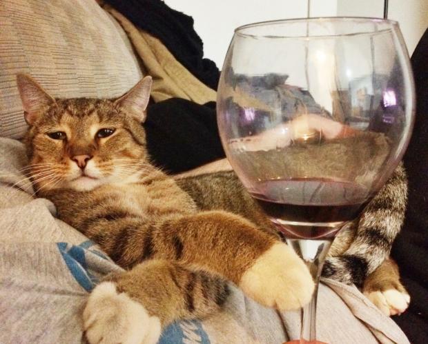 Cat Wine Make your own catnip wine! Cat wine buying guide, general