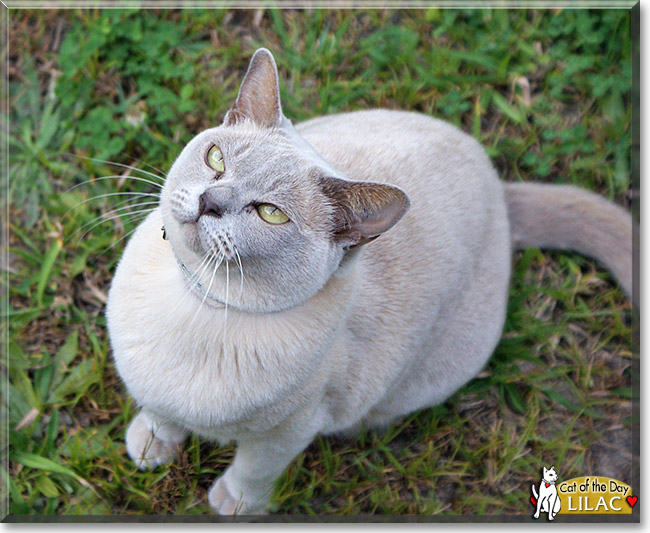 Lilac Burmese September 11, 2012