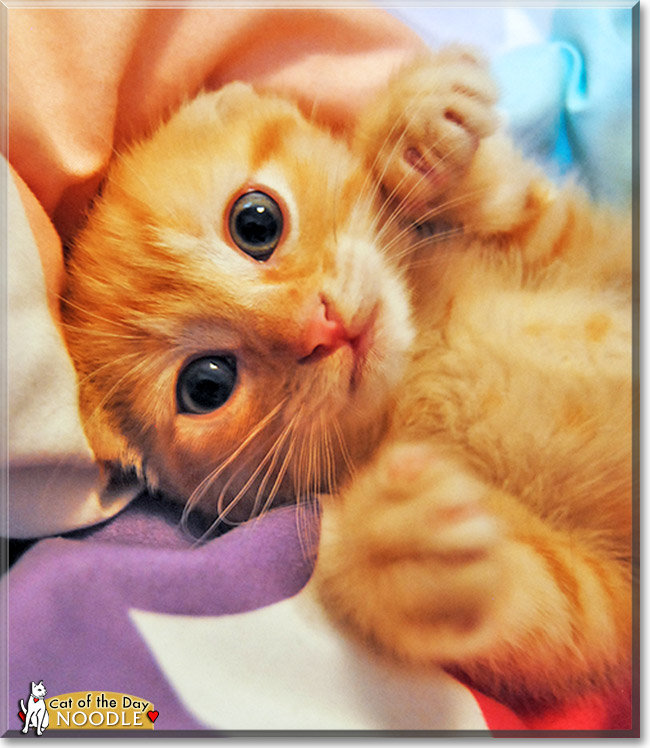 Noodle Orange tabby April 12, 2013