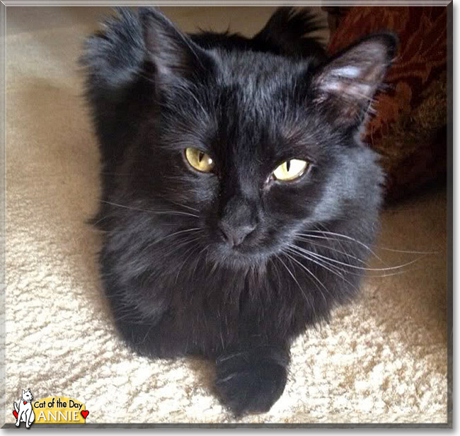 Annie - Domestic medium hair - September 25, 2013 (650 x 616 Pixel)