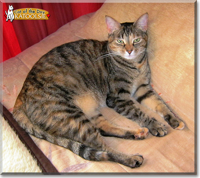 Katoolsie Cat August 28, 2014