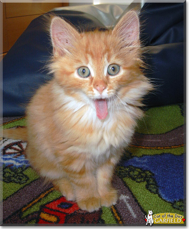 Garfield Orange Tabby Cat March 11, 2014