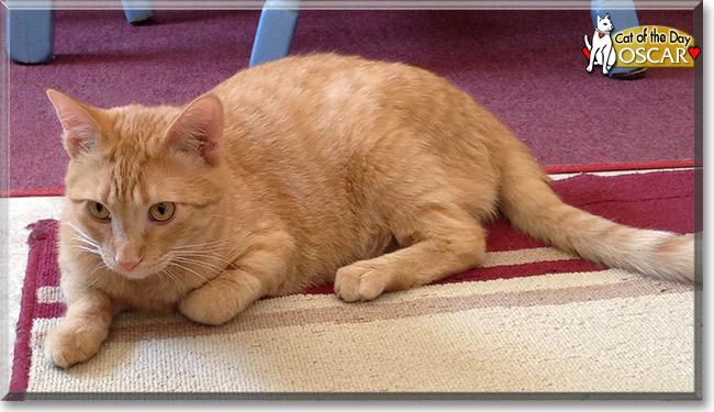 Orange Tabby Orange American Shorthair Cat 81021+ Nama Untuk Kucing