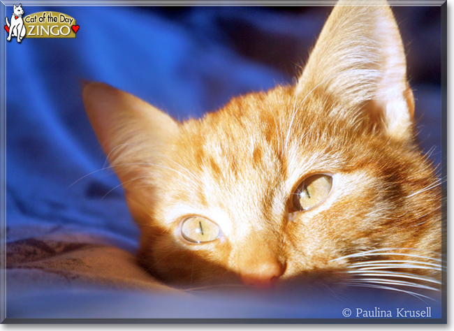 "Agent Orange the Orange Tiger" the Cat of the Day October 15, 2015