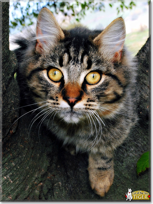 Tiger the Fluffy Tabby, the Cat of the Day July 25, 2015