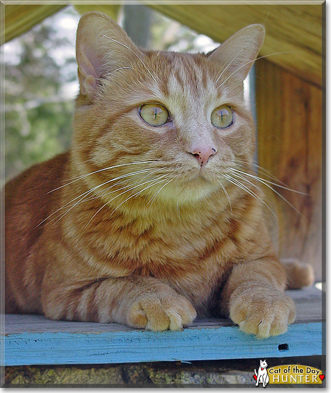 Hunter the Tabby Cat of the Day June 7, 2015