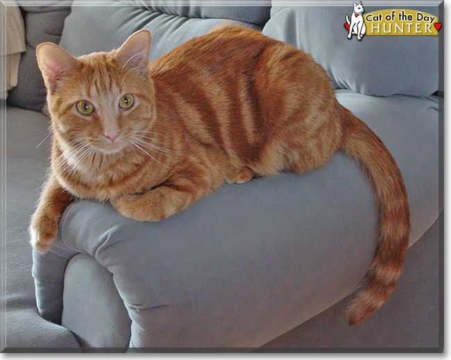 Hunter the Tabby Cat of the Day June 7, 2015