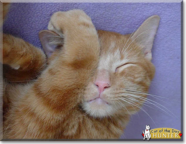 Hunter the Tabby Cat of the Day June 7, 2015