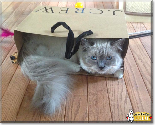 Lulu Ragdoll March 9, 2015